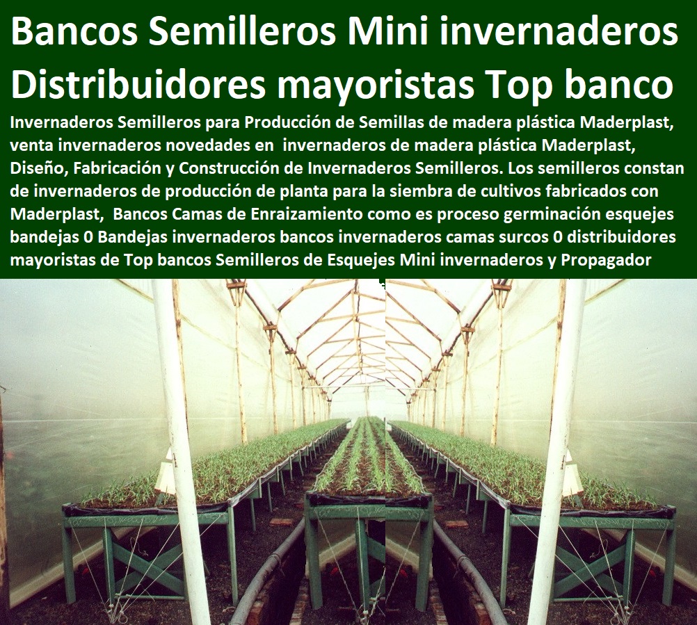 Bancos Camas de Enraizamiento como es proceso germinación esquejes bandejas 0 Bandejas invernaderos bancos invernaderos camas surcos 0 distribuidores mayoristas de Top bancos Semilleros de Esquejes Mini invernaderos y Propagador Bancos Camas de Enraizamiento INVERNADEROS, SEMILLEROS, BANCOS DE SIEMBRA, Hidroponía, Agricultura, Cosecha, Poscosecha, Tutores para Flores cable vía Bananas Aromáticas, Cultivos Tecnificados, como es proceso germinación esquejes bandejas 0 Bandejas invernaderos bancos invernaderos camas surcos 0 distribuidores mayoristas de Top bancos Semilleros de Esquejes Mini invernaderos y Propagador